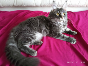 Photo №1. maine coon - for sale in the city of Nikolaev | Negotiated | Announcement № 6002