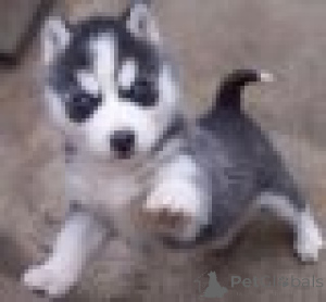 Photo №1. siberian husky - for sale in the city of Bilzen | Is free | Announcement № 165739