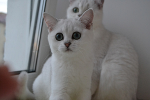 Photo №2 to announcement № 2879 for the sale of british shorthair - buy in Russian Federation from nursery