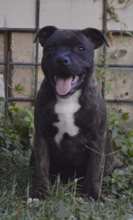 Photo №4. I will sell staffordshire bull terrier in the city of Москва.  - price - negotiated