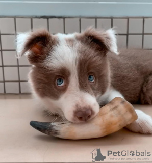 Photo №1. border collie - for sale in the city of Bern | 581$ | Announcement № 80031