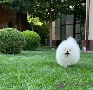 Photo №3. Pomeranian Spitz puppies,. Germany