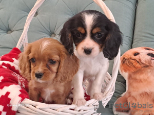 Photo №2 to announcement № 80643 for the sale of cavalier king charles spaniel - buy in Russian Federation private announcement