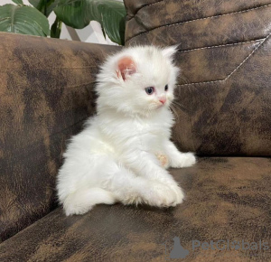 Photo №1. persian cat - for sale in the city of New York | 250$ | Announcement № 96869