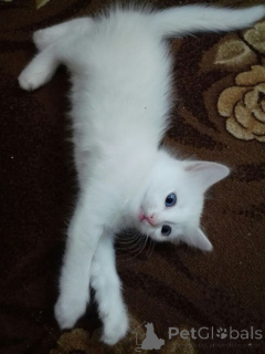 Photo №1. turkish angora - for sale in the city of Aizlingen | 361$ | Announcement № 157701