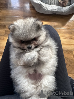 Additional photos: pomeranian