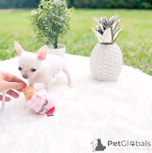 Photo №4. I will sell chihuahua in the city of Helsinki. private announcement, breeder - price - 612$