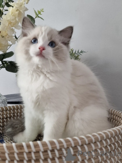 Photo №2 to announcement № 155920 for the sale of ragdoll - buy in Germany breeder
