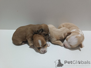 Photo №1. havanese dog - for sale in the city of Belgrade | negotiated | Announcement № 146295