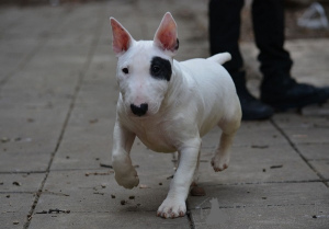 Photo №3. Mini bull terrier. Serbia
