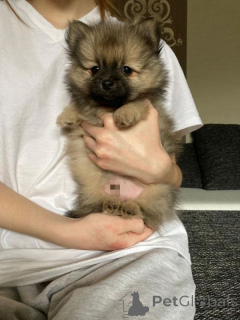 Photo №3. Pomeranian zwergspitz Welpen. Switzerland