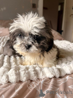 Photo №4. I will sell shih tzu in the city of Quezon. private announcement - price - negotiated