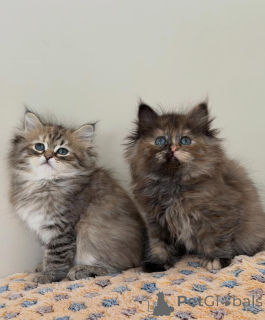 Photo №2 to announcement № 165531 for the sale of siberian cat - buy in Germany private announcement, breeder