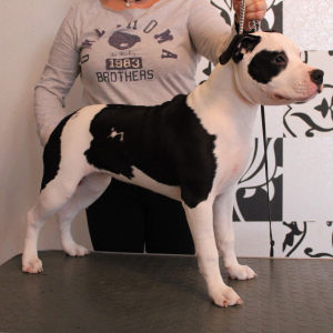 Photo №1. american staffordshire terrier - for sale in the city of Vitebsk | 423$ | Announcement № 5043