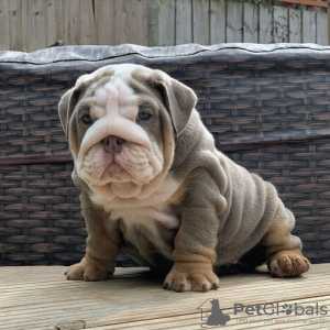 Photo №1. non-pedigree dogs - for sale in the city of Beiersdorf | 370$ | Announcement № 96944
