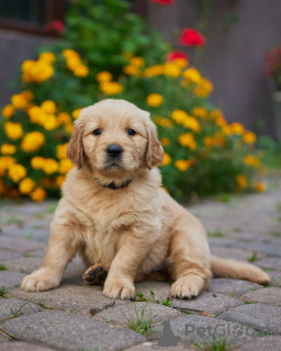 Photo №1. golden retriever - for sale in the city of Żarki-Letnisko | 2113$ | Announcement № 70333