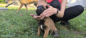 Additional photos: Belgian Malinois Shepherd puppies