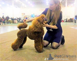 Photo №2 to announcement № 106275 for the sale of poodle (dwarf) - buy in Ukraine breeder