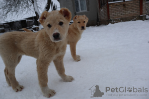 Photo №2 to announcement № 38327 for the sale of caucasian shepherd dog - buy in Belarus breeder