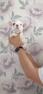 Photo №4. I will sell french bulldog in the city of Heidelberg. private announcement - price - 280$