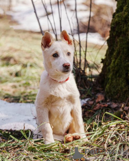 Photo №1. non-pedigree dogs - for sale in the city of Moskova | Is free | Announcement № 167143