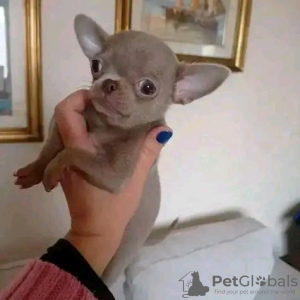 Photo №2 to announcement № 119529 for the sale of chihuahua - buy in Finland private announcement, breeder