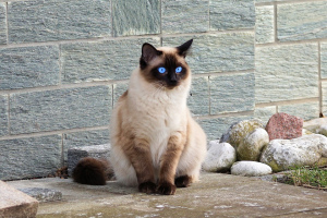 Photo №1. siamese cat - for sale in the city of Vancouver | 1100$ | Announcement № 308
