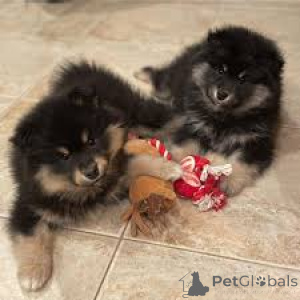 Photo №1. finnish lapphund - for sale in the city of Brussels | 723$ | Announcement № 160899