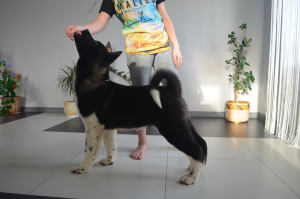Photo №3. american akita. Belarus
