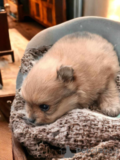 Additional photos: Pomeranian Spitz puppies