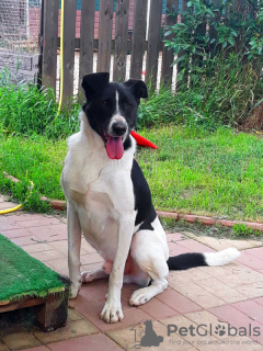 Photo №3. Bobbin-black ears. A bright, showy dog is looking for a home.. Russian Federation