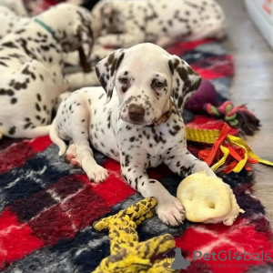 Photo №3. Schöne Dalmatiner-Welpen.. Germany