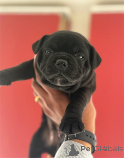 Photo №1. american pit bull terrier - for sale in the city of Frankfurt | 361$ | Announcement № 154436