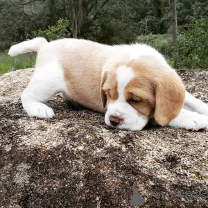 Photo №3. beagle puppies. Germany