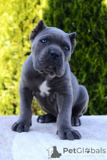 Photo №2 to announcement № 167391 for the sale of cane corso - buy in Serbia 