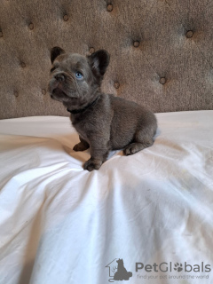 Additional photos: French bulldog