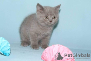 Photo №2 to announcement № 95235 for the sale of british shorthair - buy in Germany private announcement