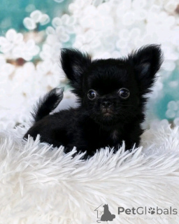 Photo №2 to announcement № 137776 for the sale of chihuahua - buy in Germany private announcement, breeder