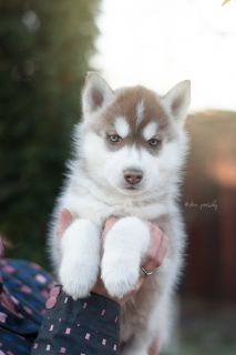 Photo №2 to announcement № 4096 for the sale of siberian husky - buy in Russian Federation from nursery