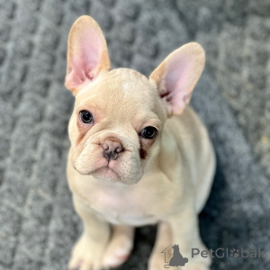 Photo №1. french bulldog - for sale in the city of New York | 800$ | Announcement № 175374