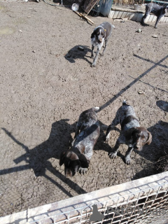 Additional photos: Dradhaar puppies for sale