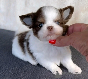 Photo №3. Toilet trained chihuahua. Estonia