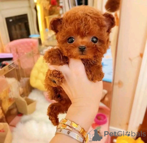 Photo №1. poodle (toy) - for sale in the city of Helsinki | 465$ | Announcement № 161037