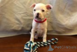 Photo №2 to announcement № 129101 for the sale of boston terrier - buy in Finland breeder