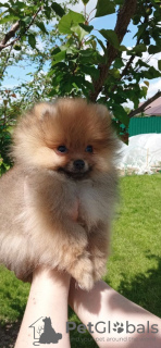 Photo №4. I will sell pomeranian in the city of Marseilles. private announcement - price - negotiated