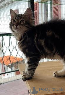 Photo №3. Siberian cats with pedigree. Italy