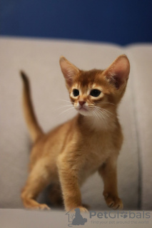 Photo №4. I will sell abyssinian cat in the city of Minsk. private announcement, from nursery, breeder - price - 845$