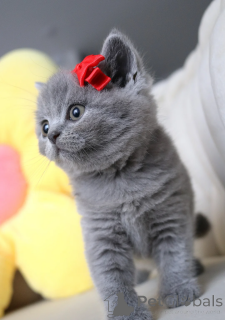 Photo №3. hFull breed british shorthair kittens. Germany