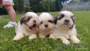 Photo №2 to announcement № 143616 for the sale of shih tzu - buy in Poland breeder