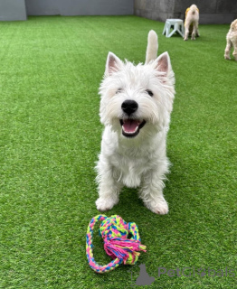 Photo №3. Purebred West Highland White Terrier Sweet & Playful. United Kingdom